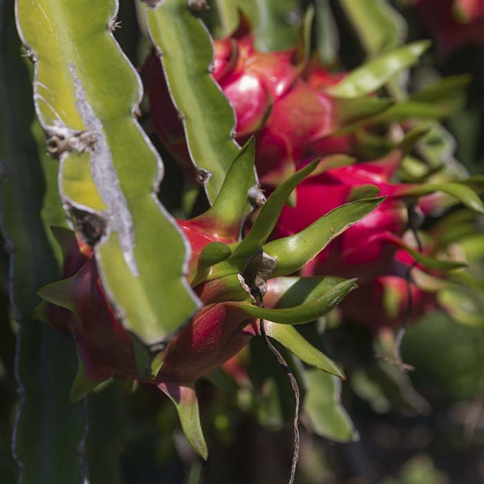 Planta de pitaya